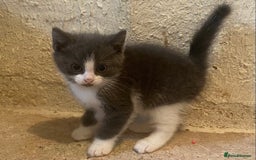Mixed Breed cats for sale: Stunning part Siamese male kitten  - Image 6