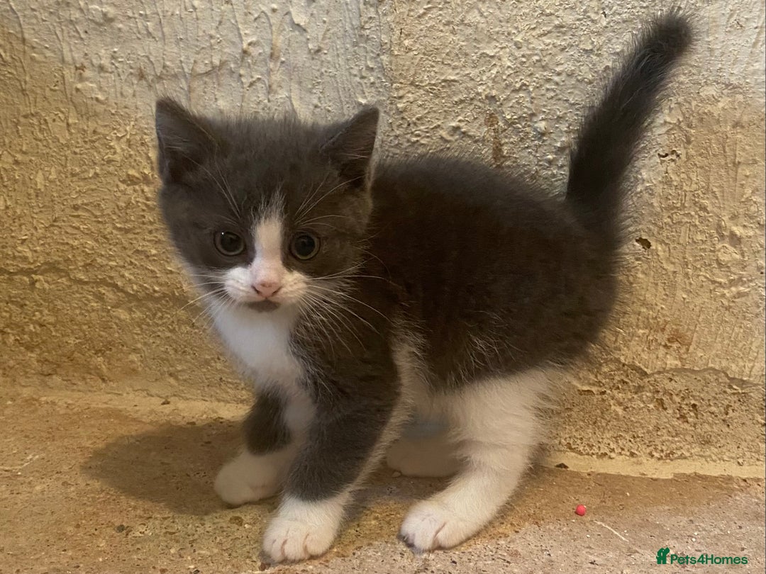 Mixed Breed cats for sale: Stunning part Siamese male kitten  - Image 6
