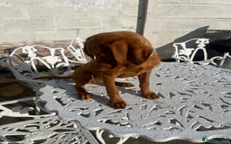 Hungarian Vizsla dogs for sale: 2 female Hungarian vizslas 17 weeks old - Image 11