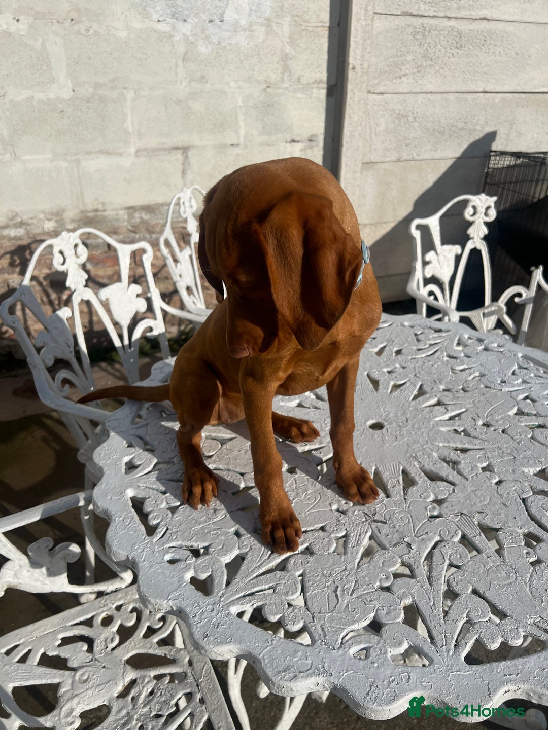 Hungarian Vizsla dogs for sale: 2 female Hungarian vizslas 17 weeks old - Image 11