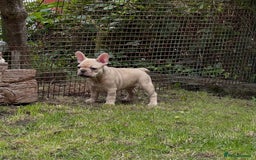 French Bulldog dogs for sale: French Bulldog puppies 3 girls and 3 boys - Image 18