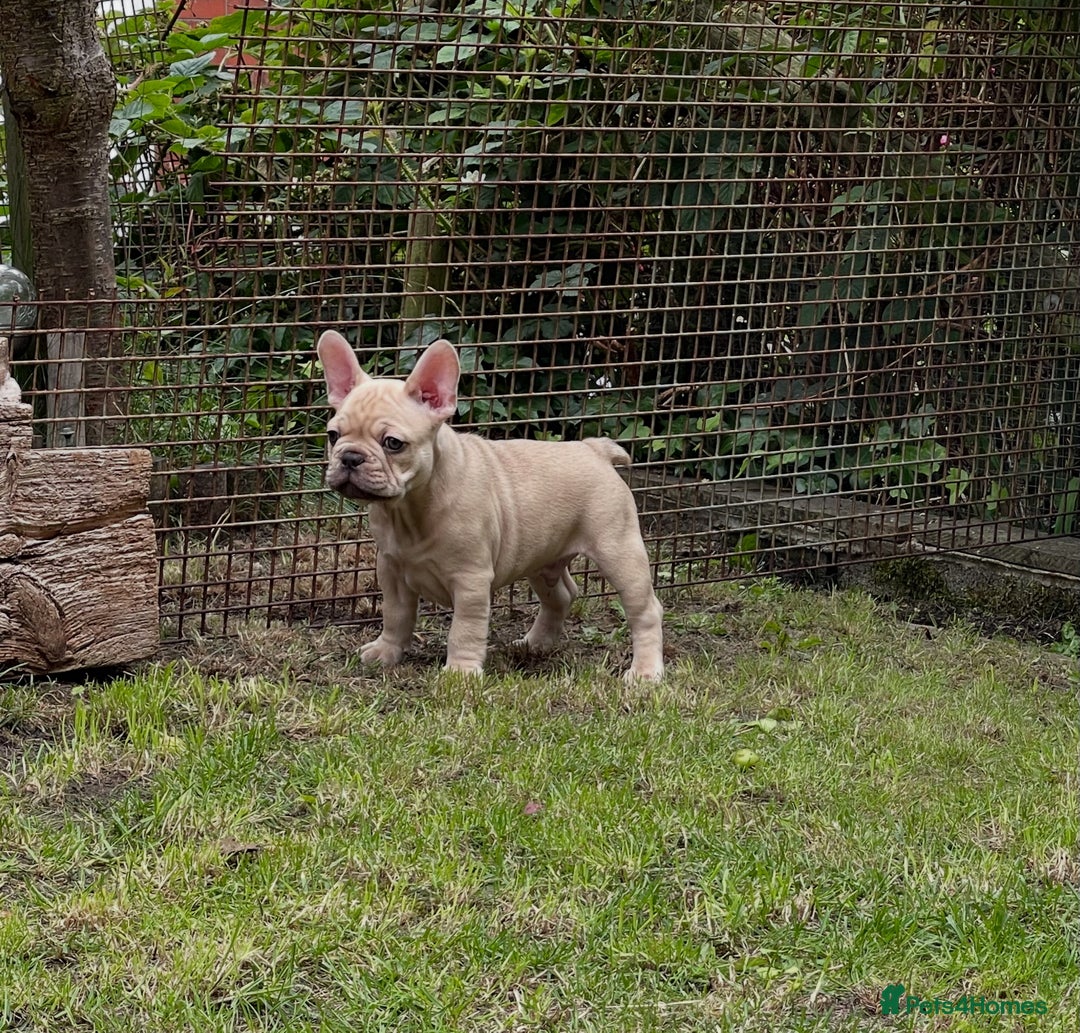 French Bulldog dogs for sale: French Bulldog puppies 3 girls and 3 boys - Image 18
