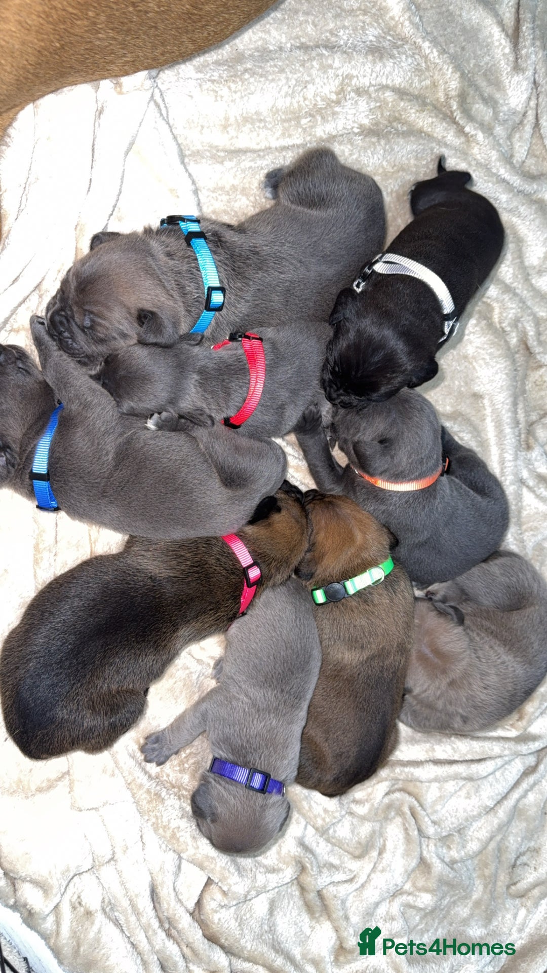 Cane Corso dogs for sale: ICF/ICCF Champion 6th GENERATION Cane Corso pups - Advert 3