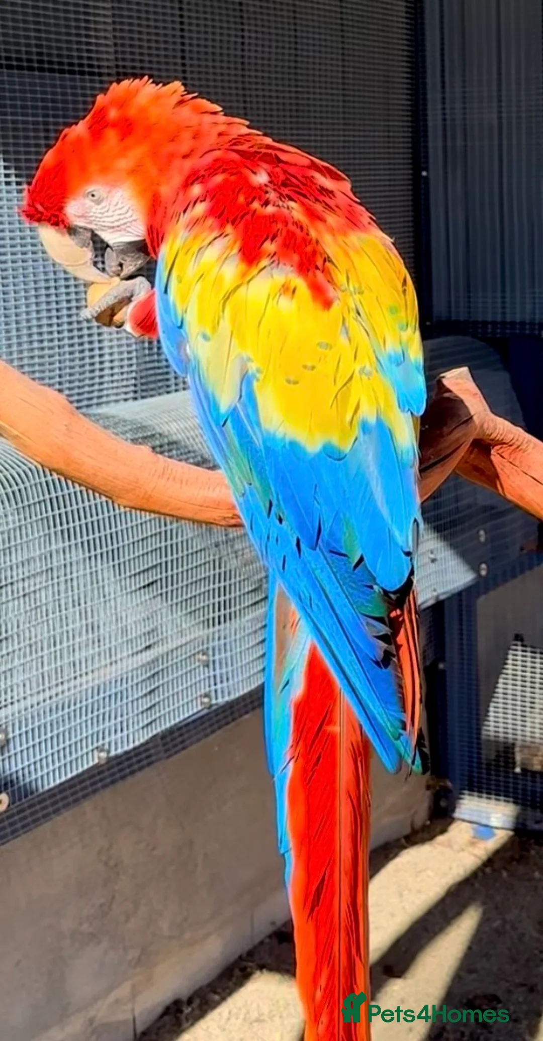 Macaws birds for sale: Fully tame scarlet macaw for sale  - Advert 1