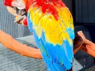 Macaws birds Fully tame scarlet macaw for sale - Advert 1