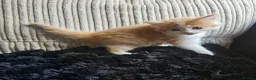 Mixed Breed cats for sale: Beautiful Kittens - Advert 14