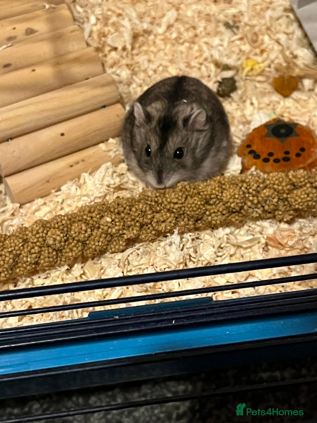 Hamster rodents for sale: Friendly female hamster for sale - Advert 3