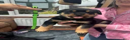 Rottweiler dogs for sale: Rottweiler puppies - Advert 8