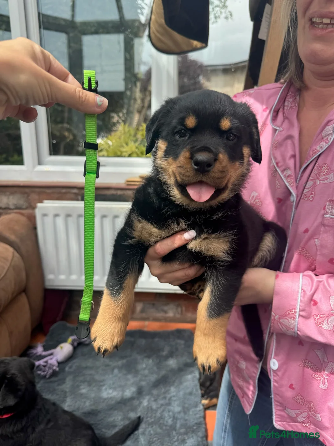 Rottweiler dogs for sale: Rottweiler puppies - Advert 8