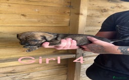 Presa Canario dogs for sale: Presa Canario  - Image 8