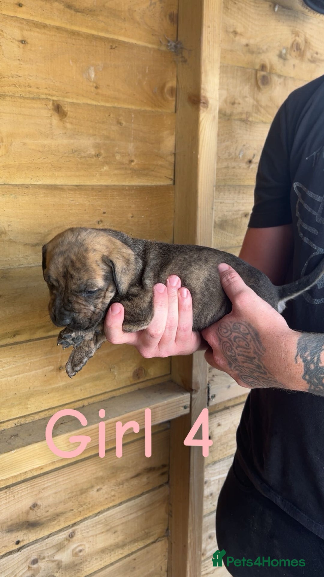 Presa Canario dogs for sale: Presa Canario  - Image 8