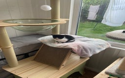 Domestic Shorthair cats for sale: 2 Male Kittens - Image 15