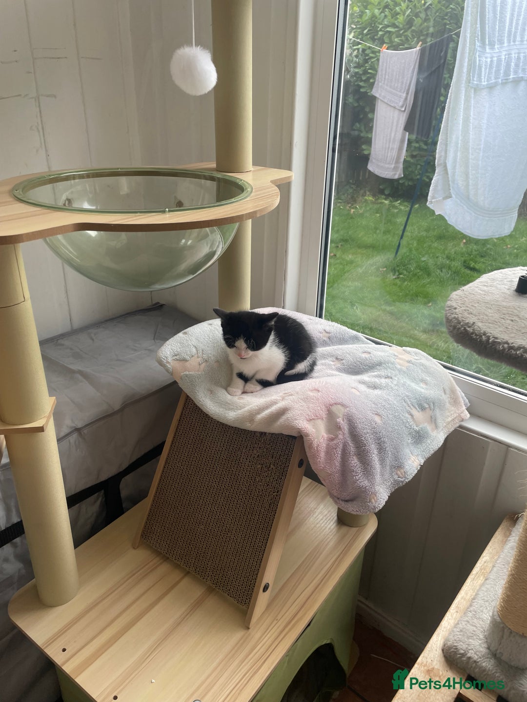 Domestic Shorthair cats for sale: 2 Male Kittens - Image 15