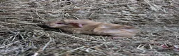 Guinea Pig rodents for sale: Baby guinea pigs for sale  - Advert 7