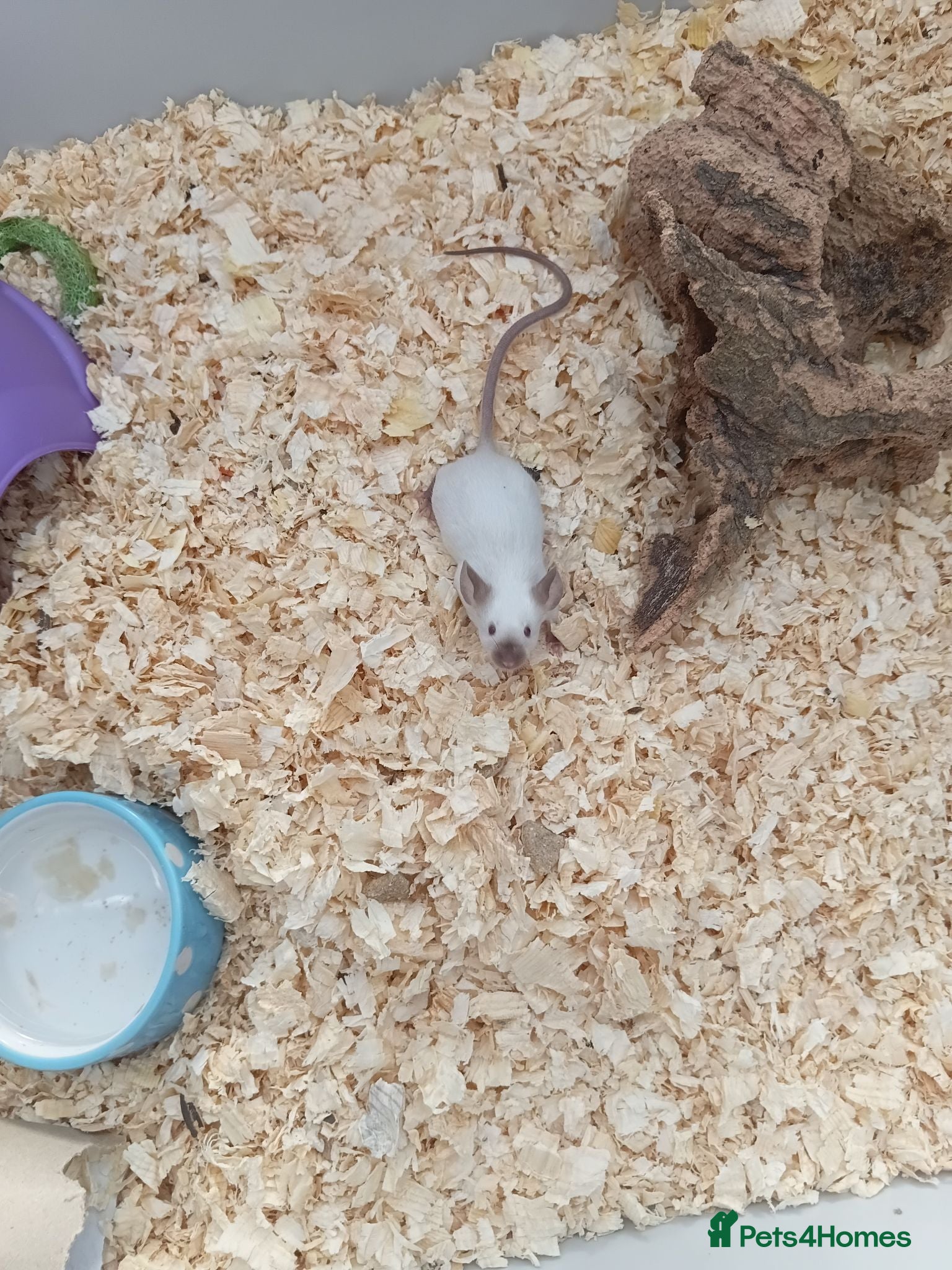 Mouse rodents Female  Siamese mice x 3 and cage  - Advert 10