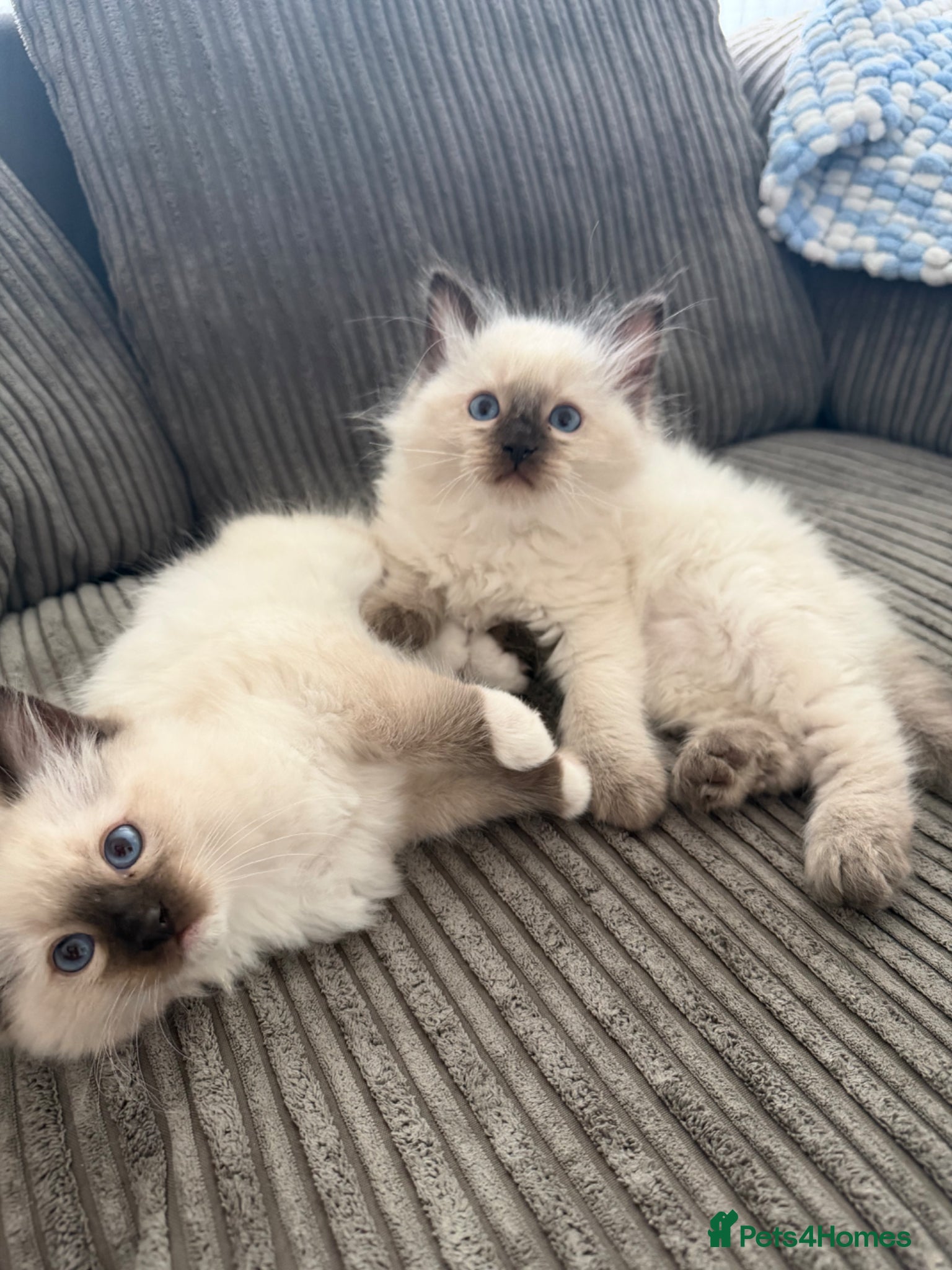 Ragdoll cats pedigree ragdoll kittens  - Advert 2
