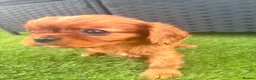 Cavalier King Charles Spaniel dogs for sale: Cavalier King Charles puppies - Advert 4