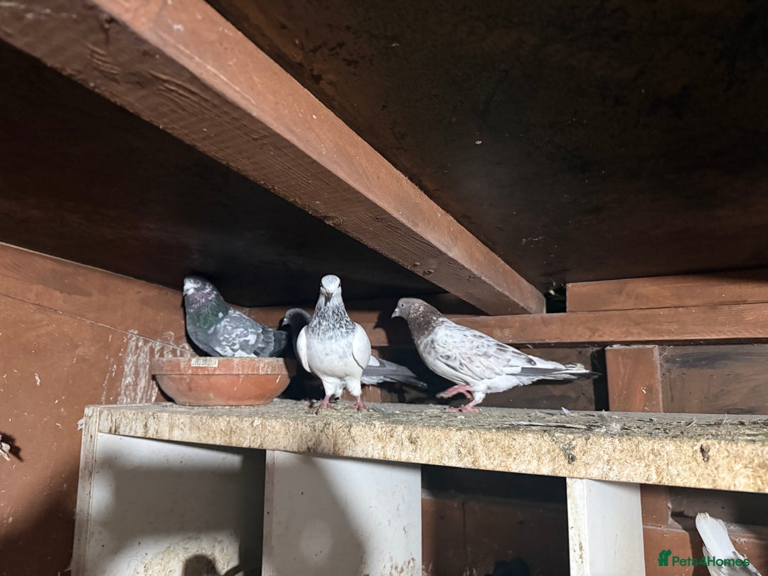Pigeons birds for sale: Pakistani pigeons for sale  - Advert 2