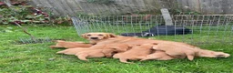 Golden Retriever dogs for sale: Waiting list open  - Advert 13