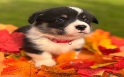 Welsh Corgi Pembroke dogs for sale: Champion Show quality stunning Corgi Puppies - Image 6
