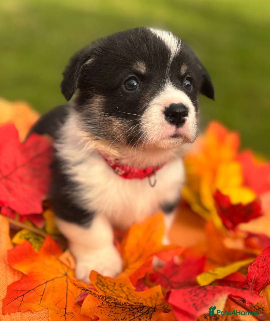 Welsh Corgi Pembroke dogs for sale: Champion Show quality stunning Corgi Puppies - Image 6