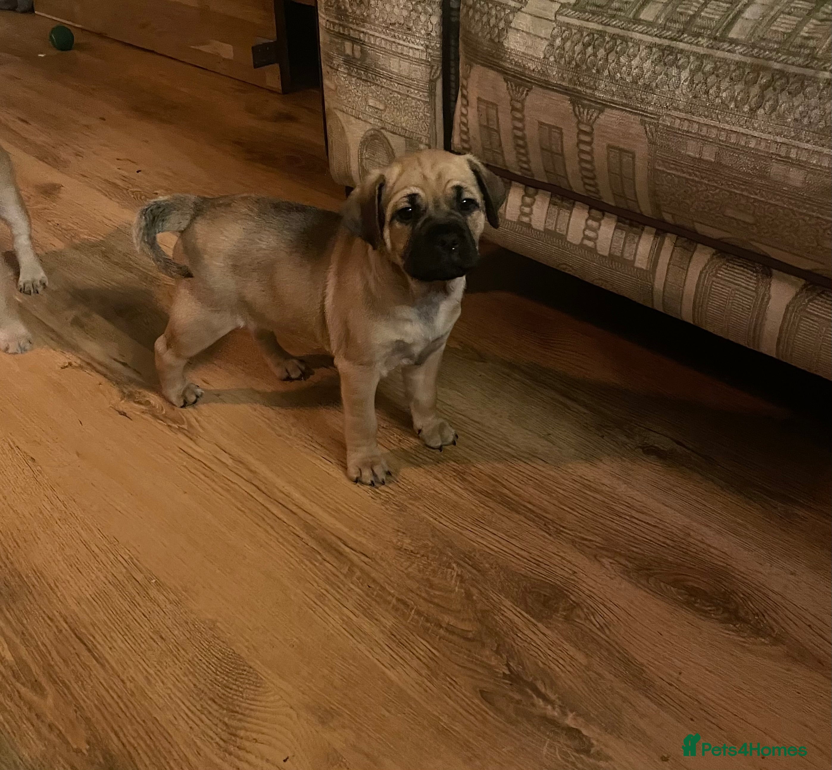 Jug dogs Jug puppies for sale 7 weeks old 1 boy available  - Advert 12