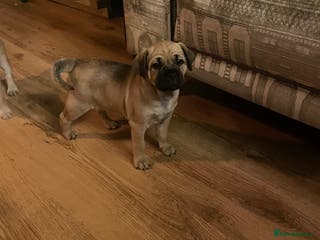 Jug dogs Jug puppies for sale 7 weeks old 1 boy available - Advert 12