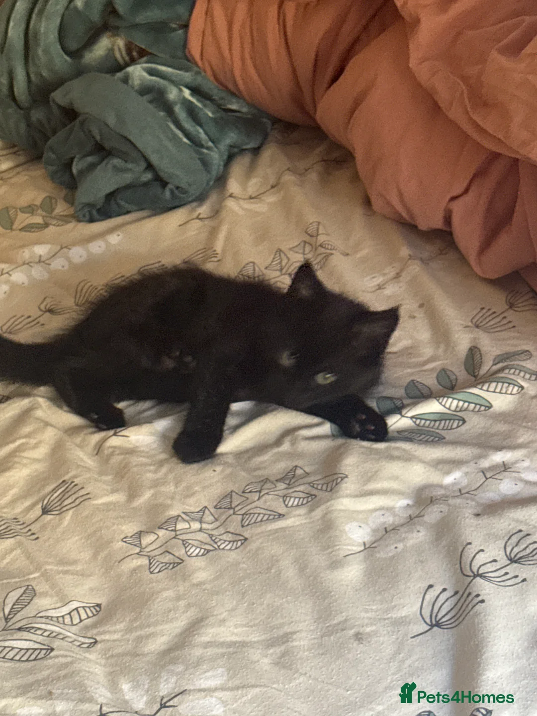 Mixed Breed cats for sale: One boy 12 weeks old - Advert 5