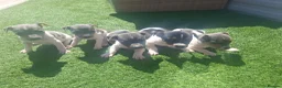 Jack Russell dogs for sale: Blue tri jack russell puppies - Advert 8