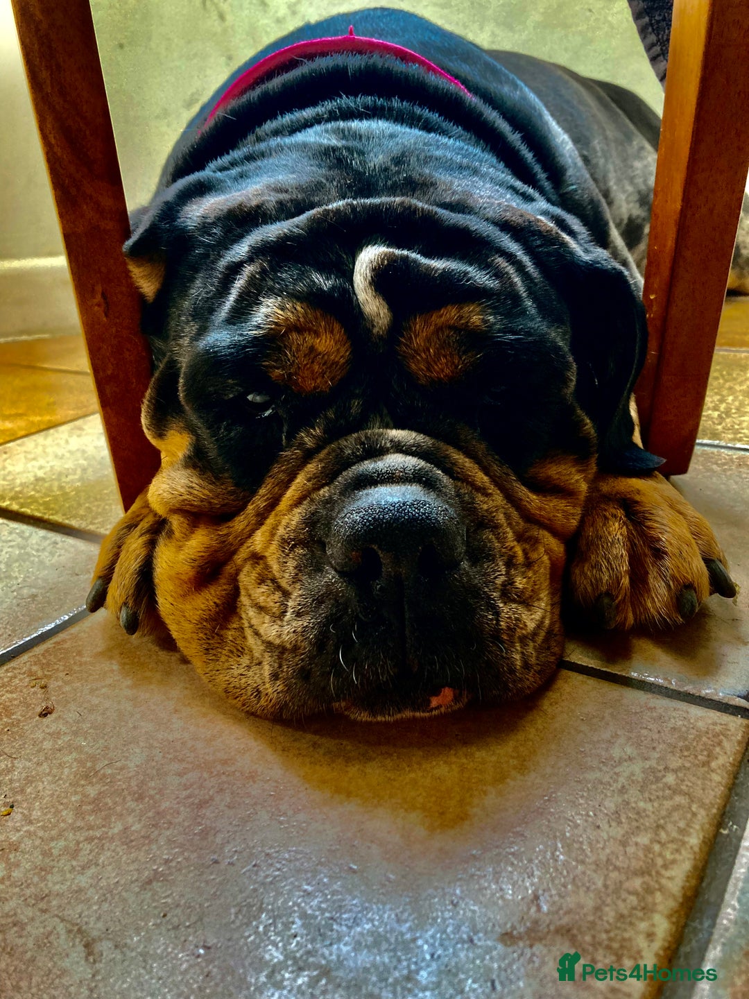 Olde English Bulldogge dogs for sale: Old English bulldog puppies - Image 32
