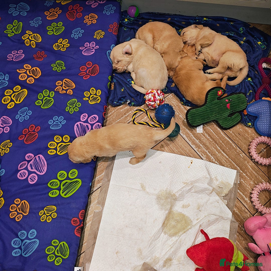 Golden Retriever dogs for sale: Amazing puppies  - Advert 14