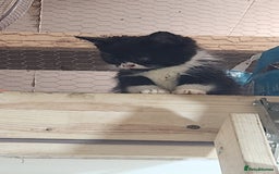 British Longhair cats for sale: British long hair kittens - Advert 16