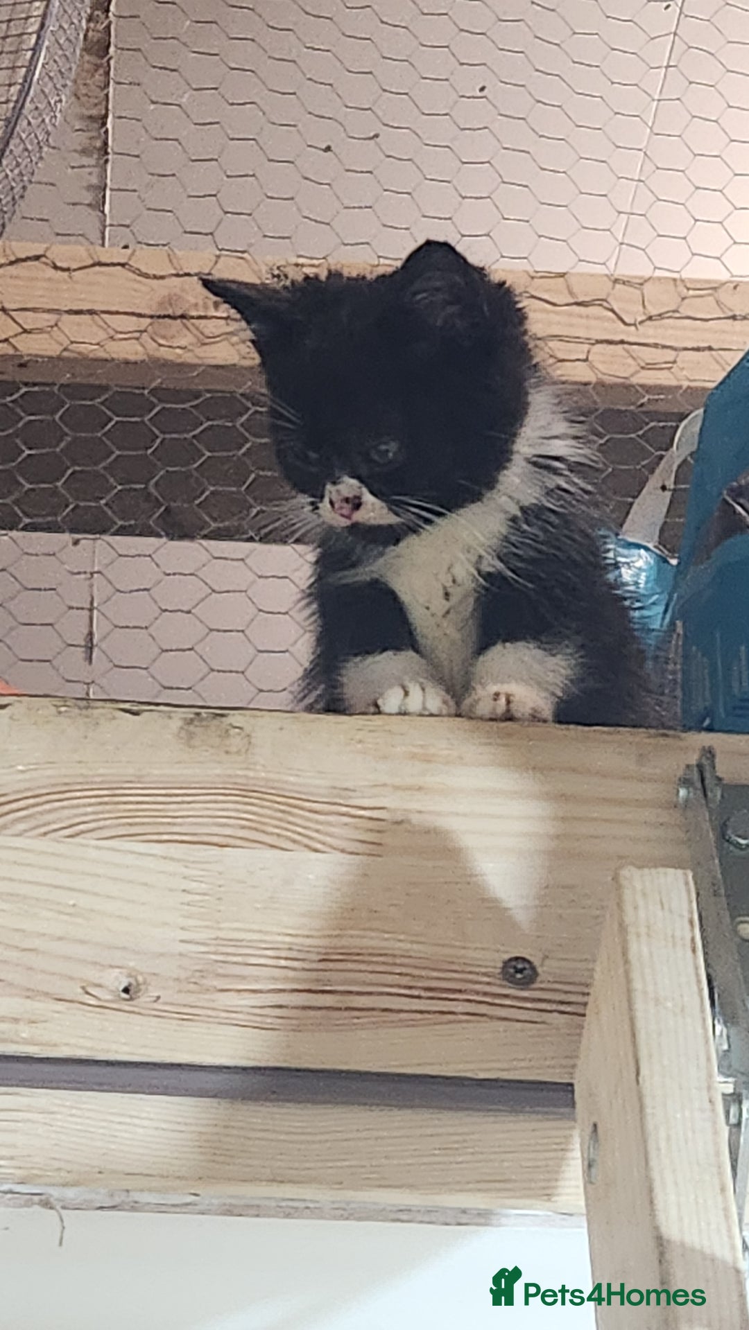 British Longhair cats for sale: British long hair kittens - Advert 16