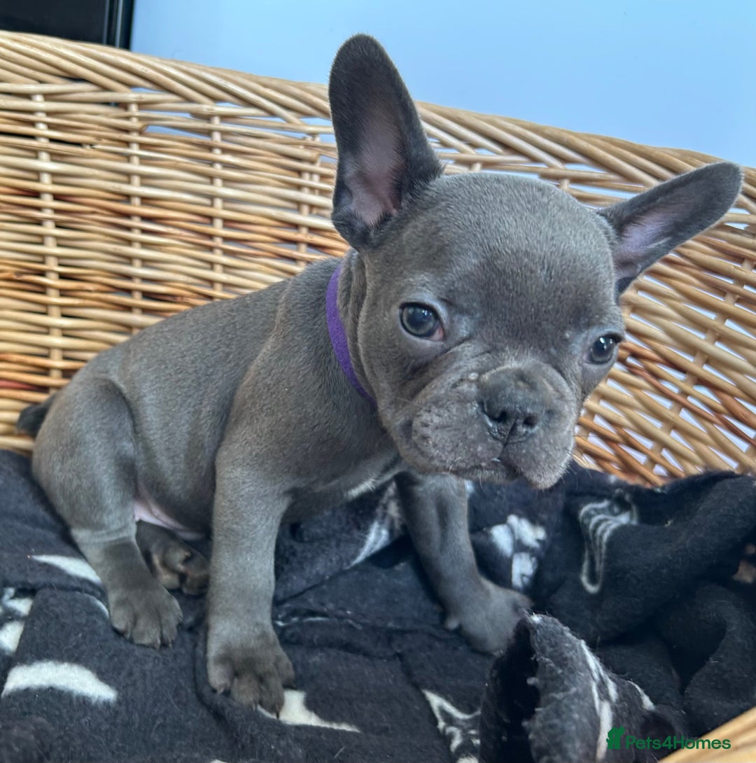 French Bulldog dogs for sale: Solid Blue French Bulldog  - Image 7