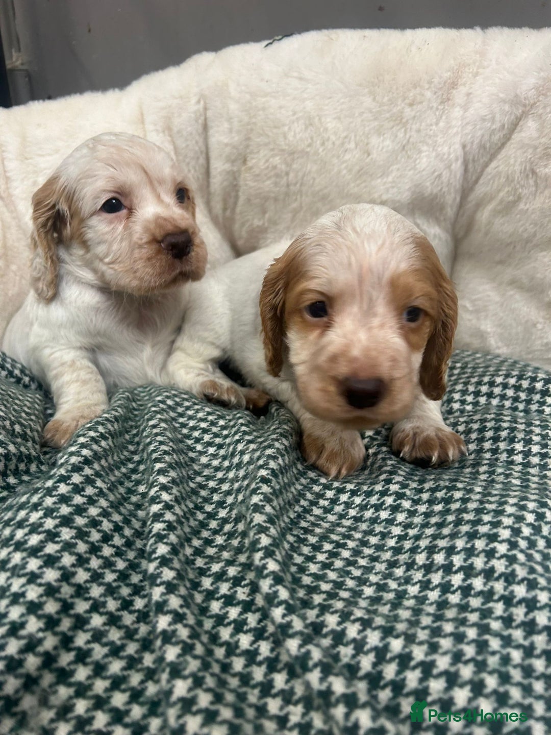 Cocker Spaniel dogs for sale: Beautiful KC Roan Working  Cocker Puppies - Image 2