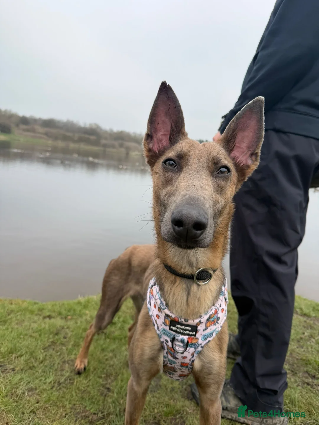 Lurcher dogs for adoption: Maple, Lurcher cross in need of new home - Advert 7