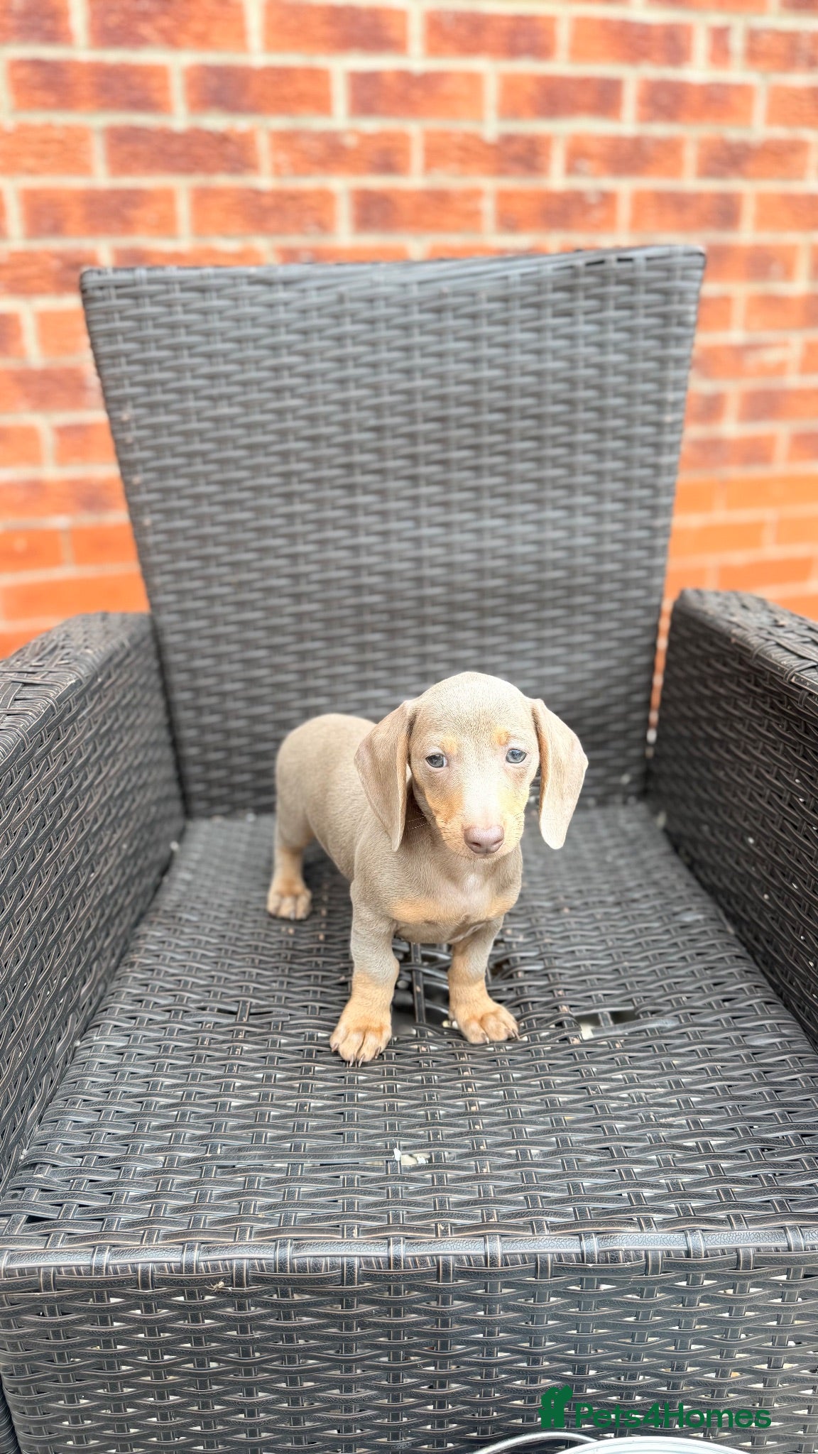 Dachshund dogs Miniature Dachshund Puppy’s. Ready To Leave 🐶  - Advert 2