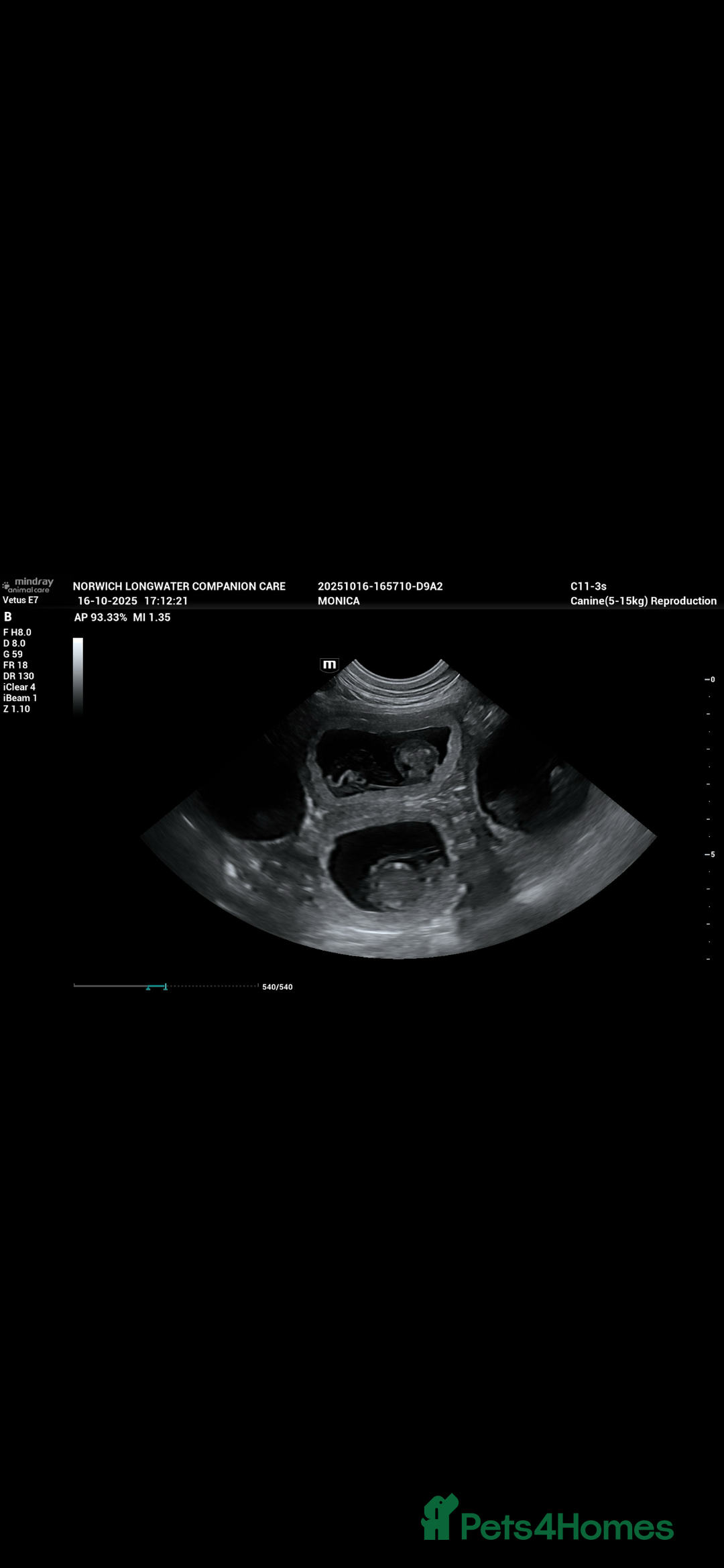 Boxer dogs for sale: Beautiful Boxer Puppies – Due Mid-November - Image 5