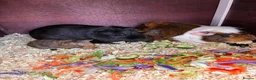 Guinea Pig rodents for sale: guinea pigs  in Melton Mowbray - Advert 6