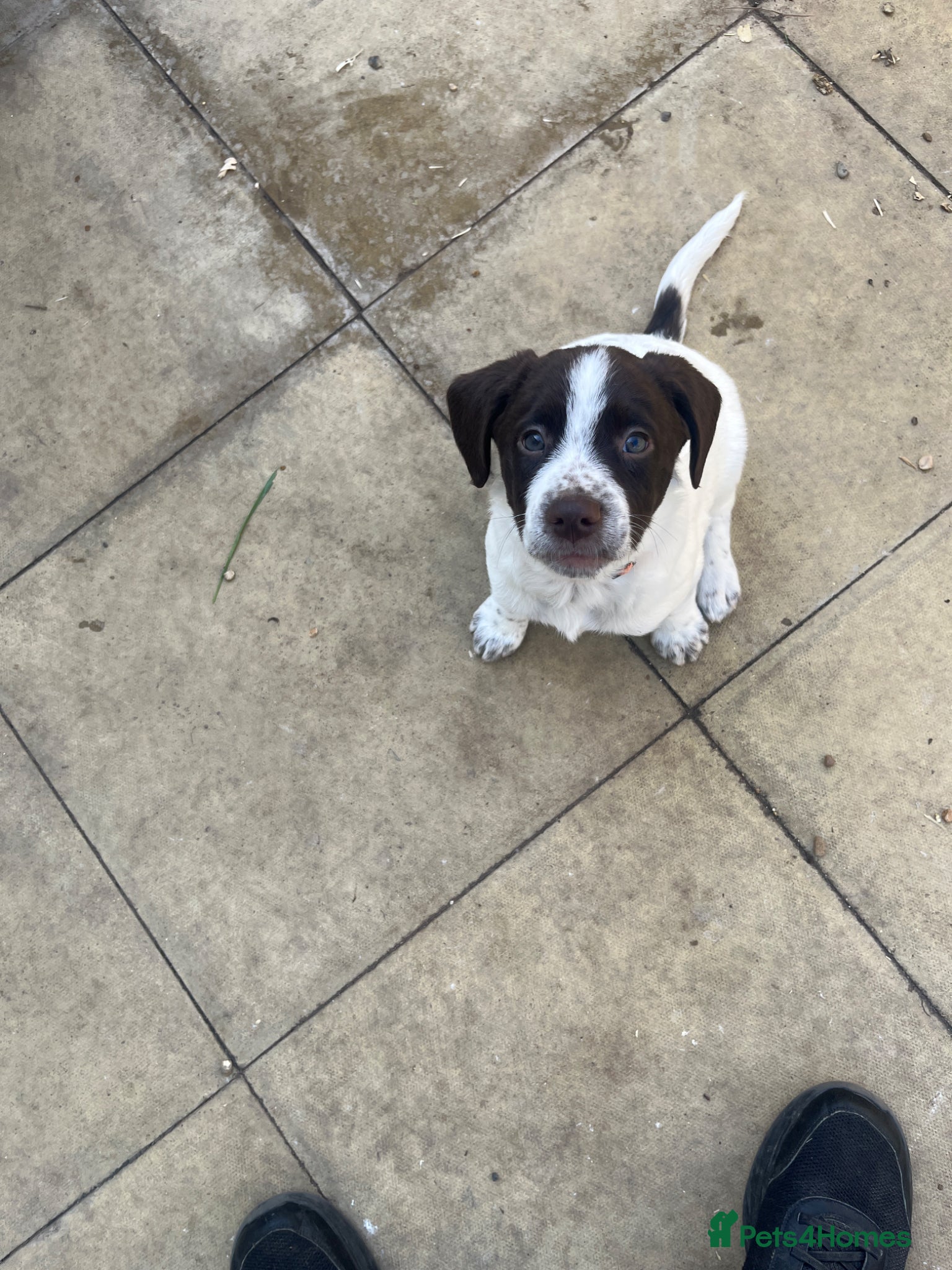 Swedish Lapphund dogs Gorgeous puppies for sale  - Advert 1