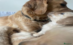 Golden Retriever dogs for sale: Golden Retriever Puppies – Family Raised - Image 2