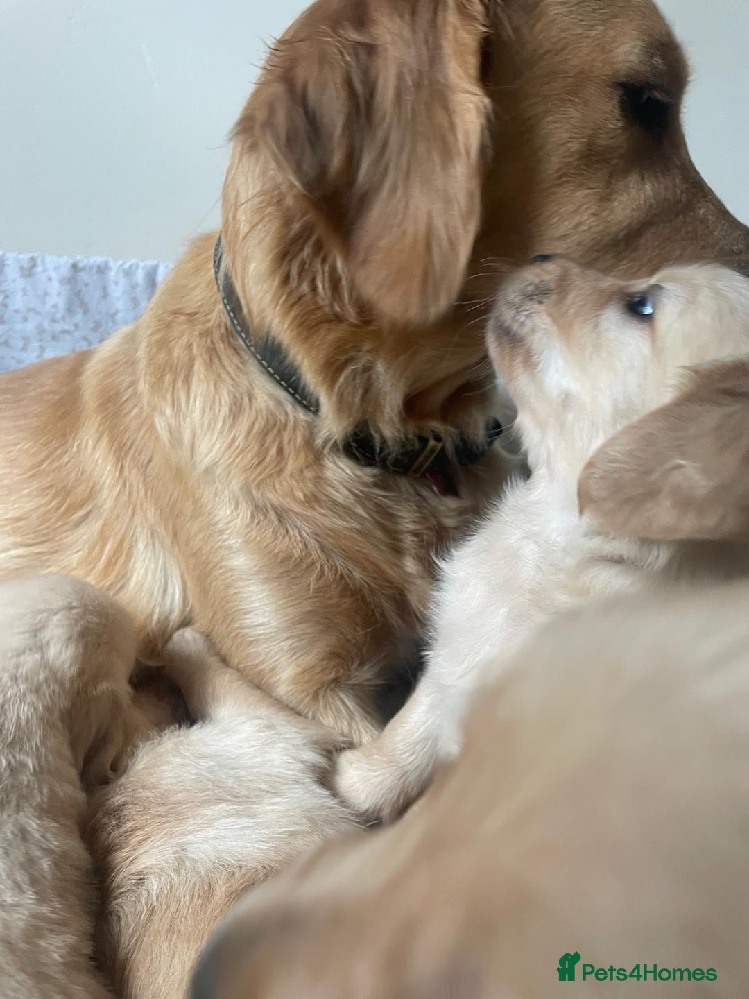 Golden Retriever dogs for sale: Golden Retriever Puppies – Family Raised - Image 2