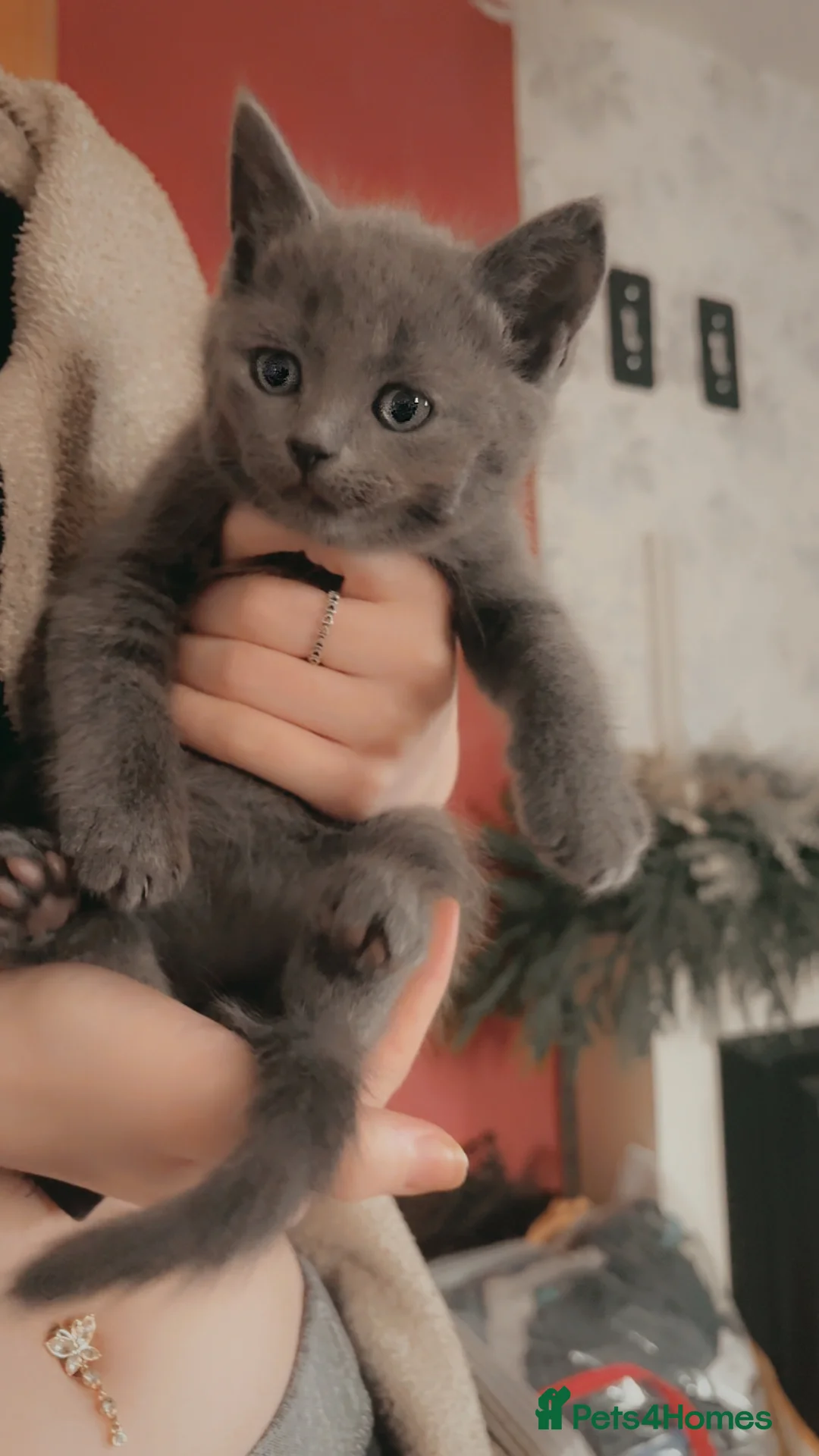 Mixed Breed cats for sale: Beautiful litter of kittens  in Hatfield - Advert 7