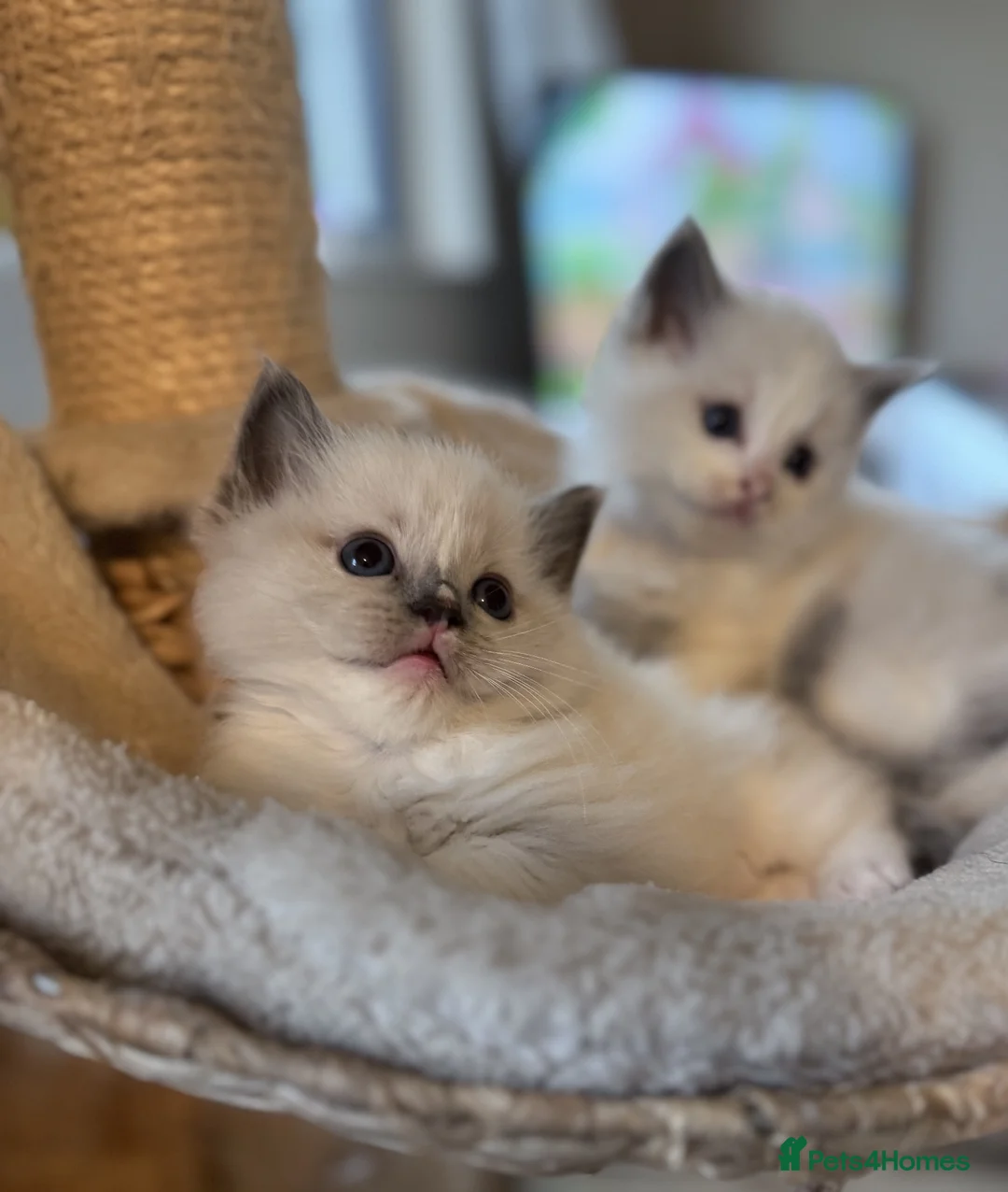 Ragdoll cats for sale: Beautiful ragdolls  in Carnforth - Advert 2