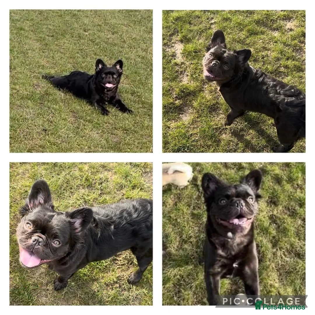 French Bulldog dogs for stud: Rfg tested aa lilac quad fluffy carrying testable in Sheffield - Advert 21