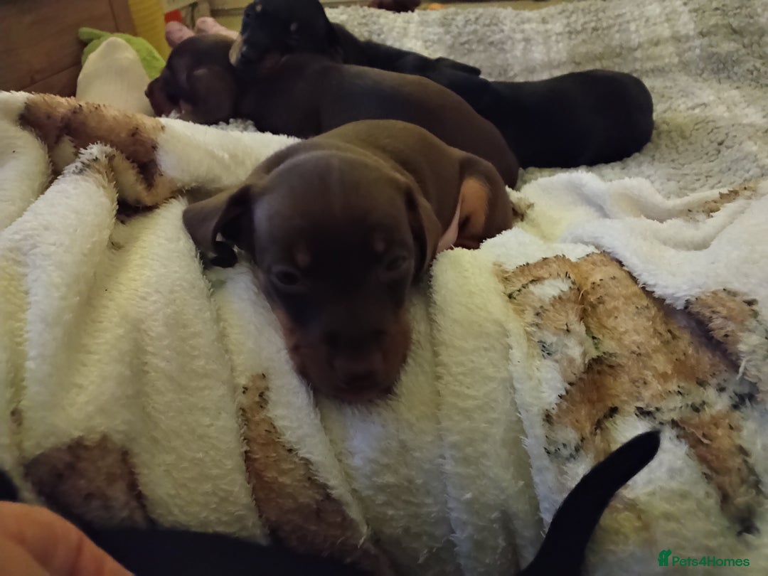 Miniature Dachshund dogs for sale: Miniature dachshund puppies - Advert 16