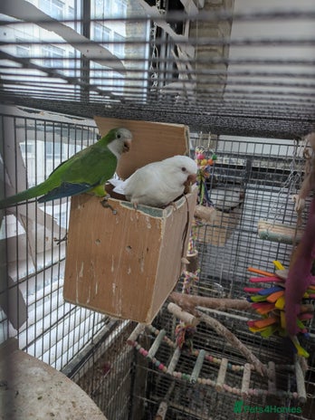 Parakeets birds - Advert 9