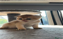 Scottish Fold cats for sale: 🐾Golden Teddy Bears – Ready for Reservation - Image 19