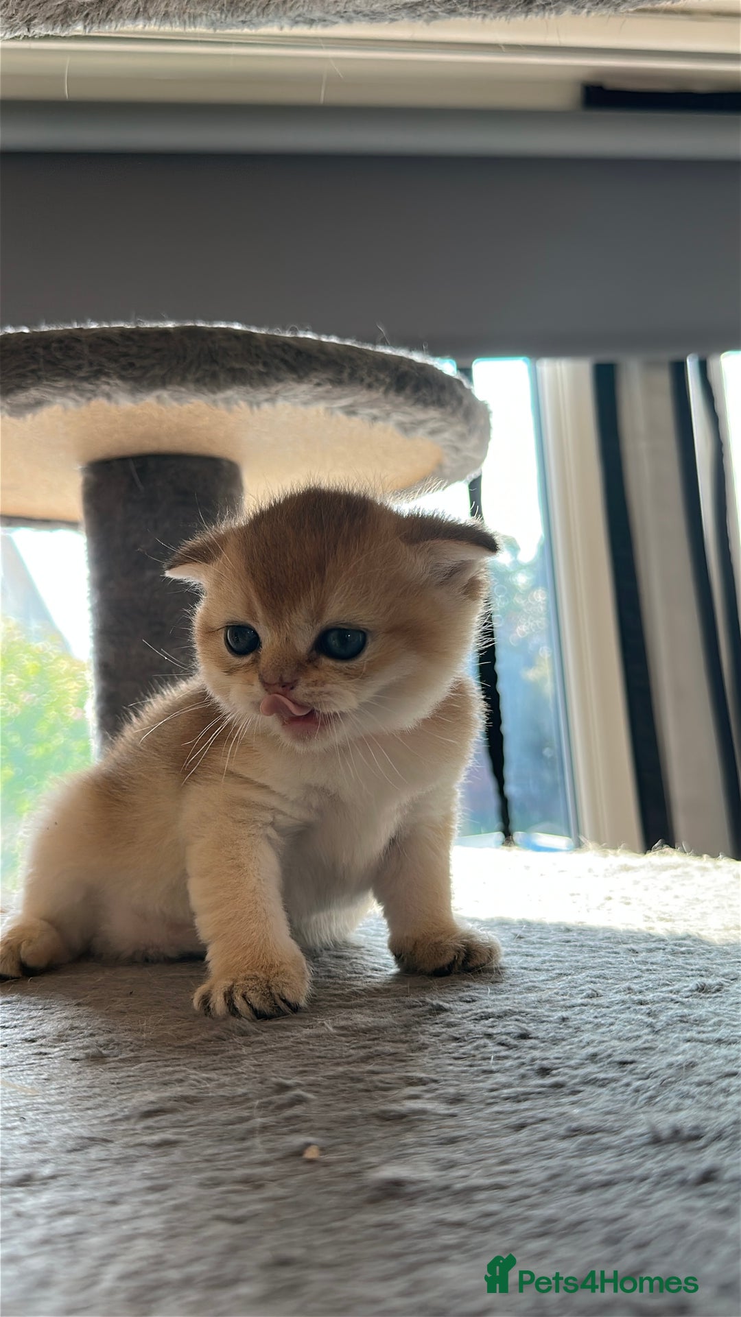 Scottish Fold cats for sale: 🐾Golden Teddy Bears – Ready for Reservation - Image 19