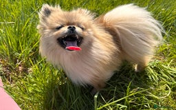 Pomeranian dogs for sale: Quality Chocolate Small Chocolate Teddy Bear - Image 20